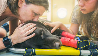 How To Cope When Your Pet Passes Away
