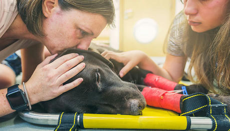 How To Cope When Your Pet Passes Away